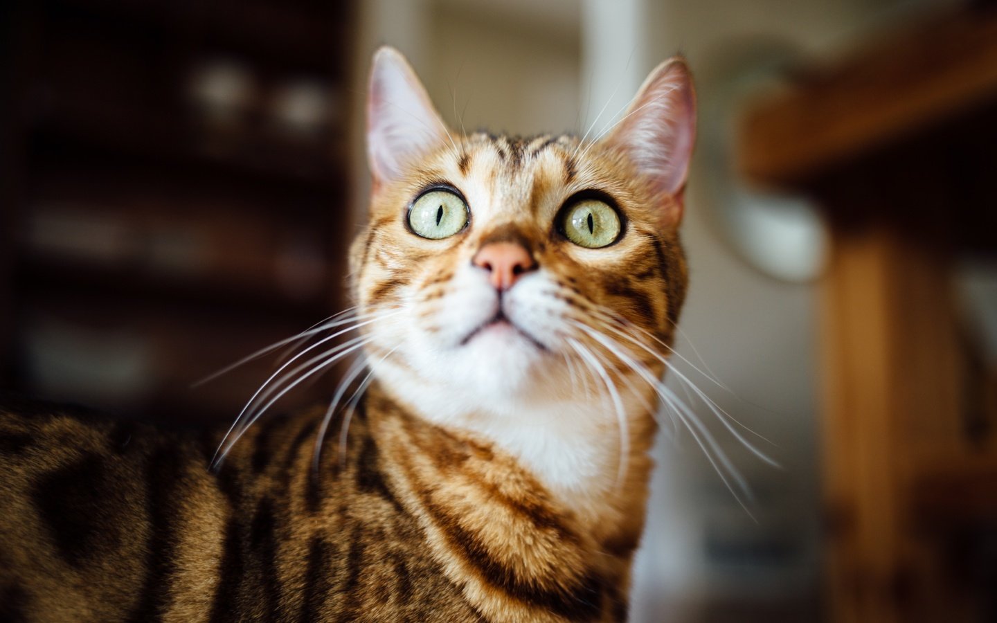 Обои кот, мордочка, усы, кошка, взгляд, зеленые глаза, cat, muzzle, mustache, look, green eyes разрешение 5472x3648 Загрузить