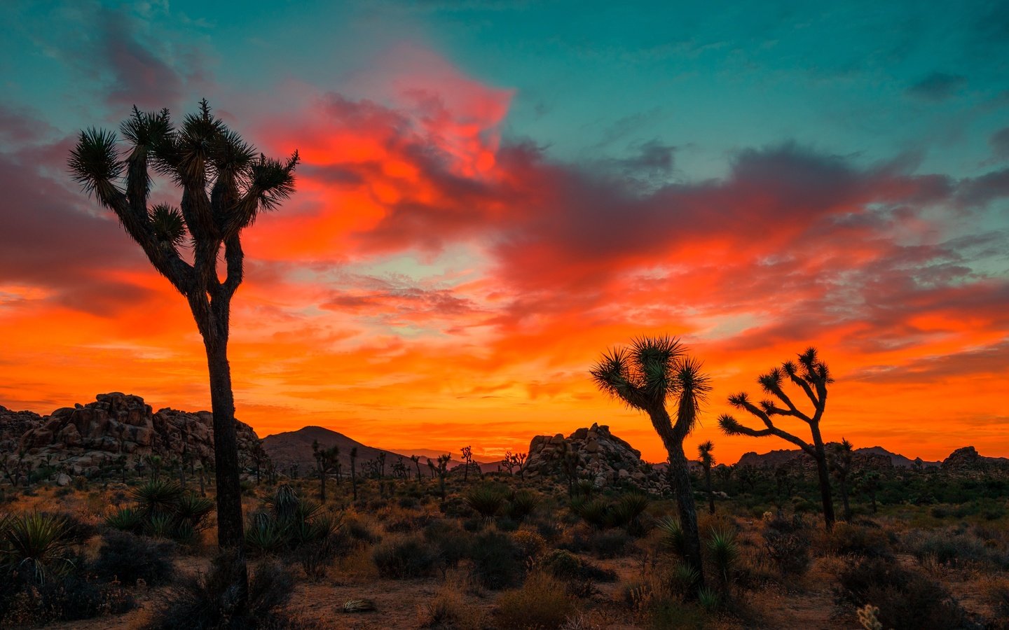 Обои небо, облака, деревья, скалы, закат, joshua tree national park, the sky, clouds, trees, rocks, sunset разрешение 6000x4000 Загрузить