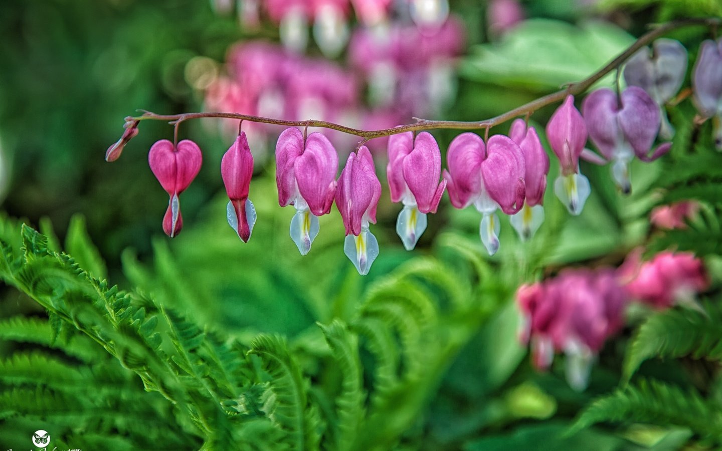 Обои цветы, растения, макро, дицентра, разбитое сердце, flowers, plants, macro, the bleeding heart, broken heart разрешение 2880x1920 Загрузить