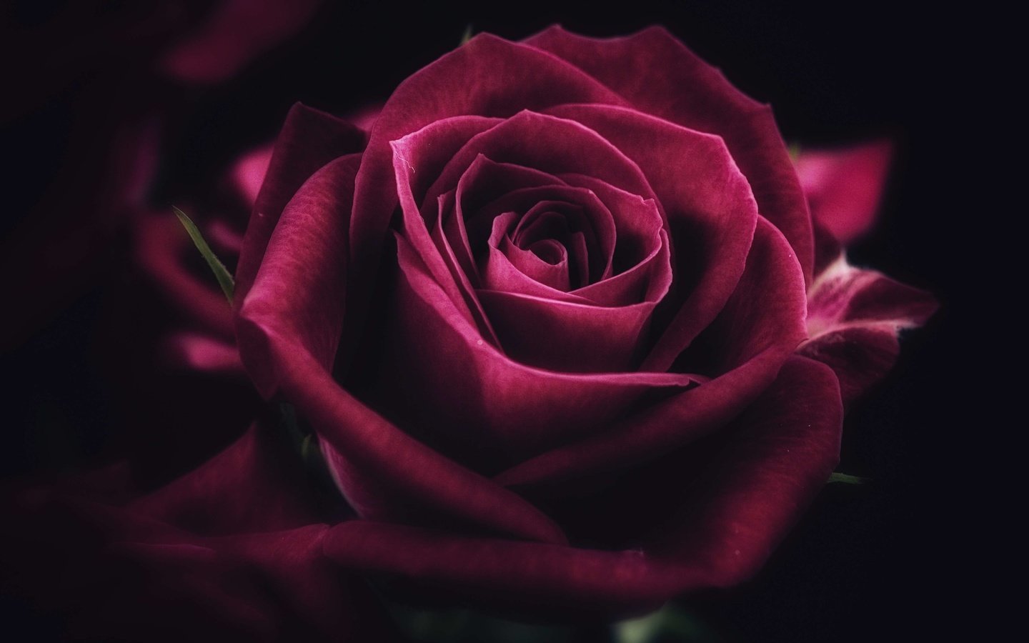 Обои роза, rose разрешение 4608x3456 Загрузить