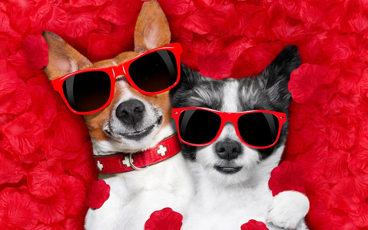 Обои чихуахуа, роза, джек-рассел-терьер, лепестки, очки, сердце, любовь, романтика, юмор, собаки, chihuahua, rose, jack russell terrier, petals, glasses, heart, love, romance, humor, dogs разрешение 5058x3372 Загрузить