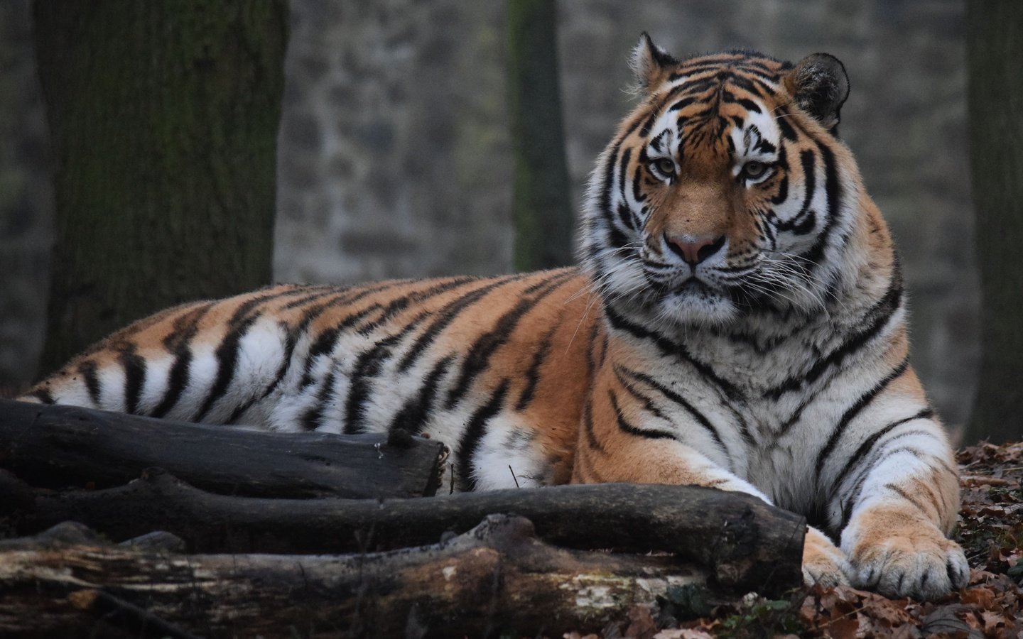 Обои тигр, морда, взгляд, хищник, дикая кошка, амурский тигр, tiger, face, look, predator, wild cat, the amur tiger разрешение 5131x3420 Загрузить