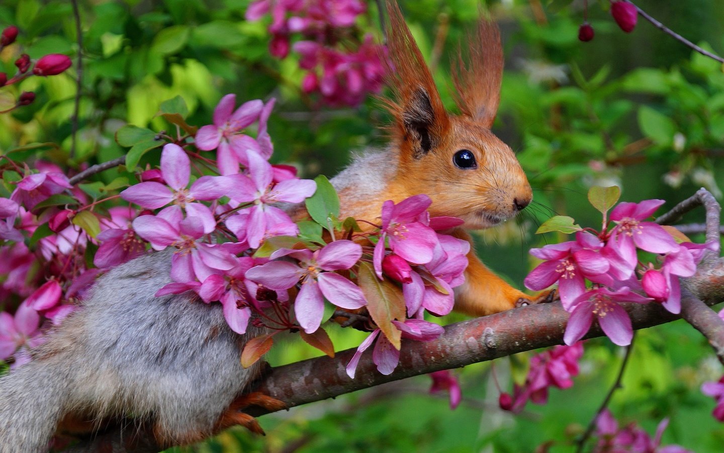 Обои ветка, цветение, весна, белка, яблоня, белочка, branch, flowering, spring, protein, apple, squirrel разрешение 2000x1331 Загрузить