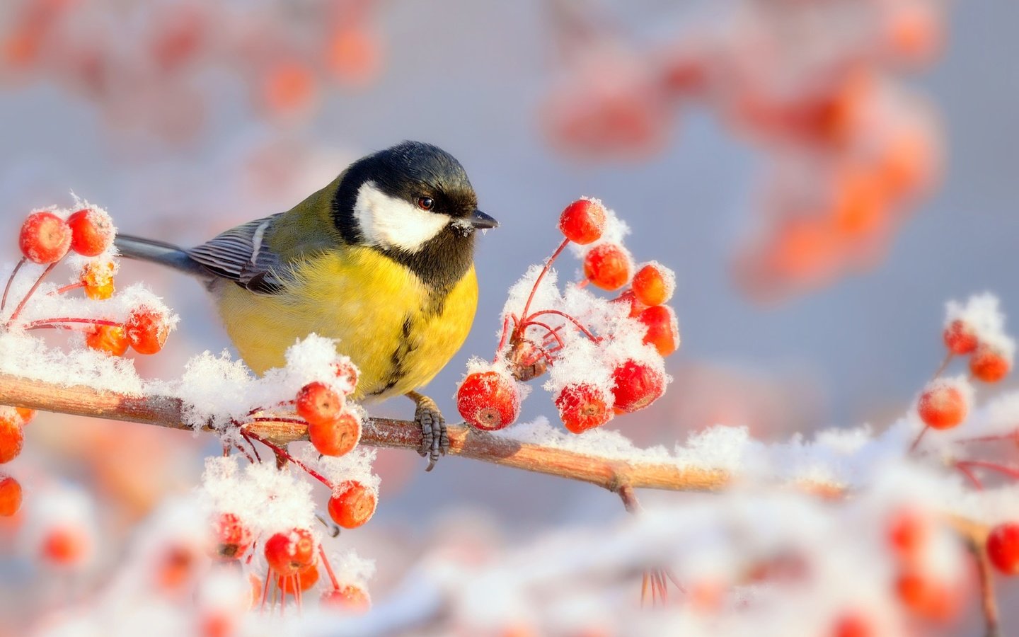 Обои ветка, снег, природа, зима, мороз, иней, птица, ягоды, синица, tit, branch, snow, nature, winter, frost, bird, berries разрешение 2048x1535 Загрузить
