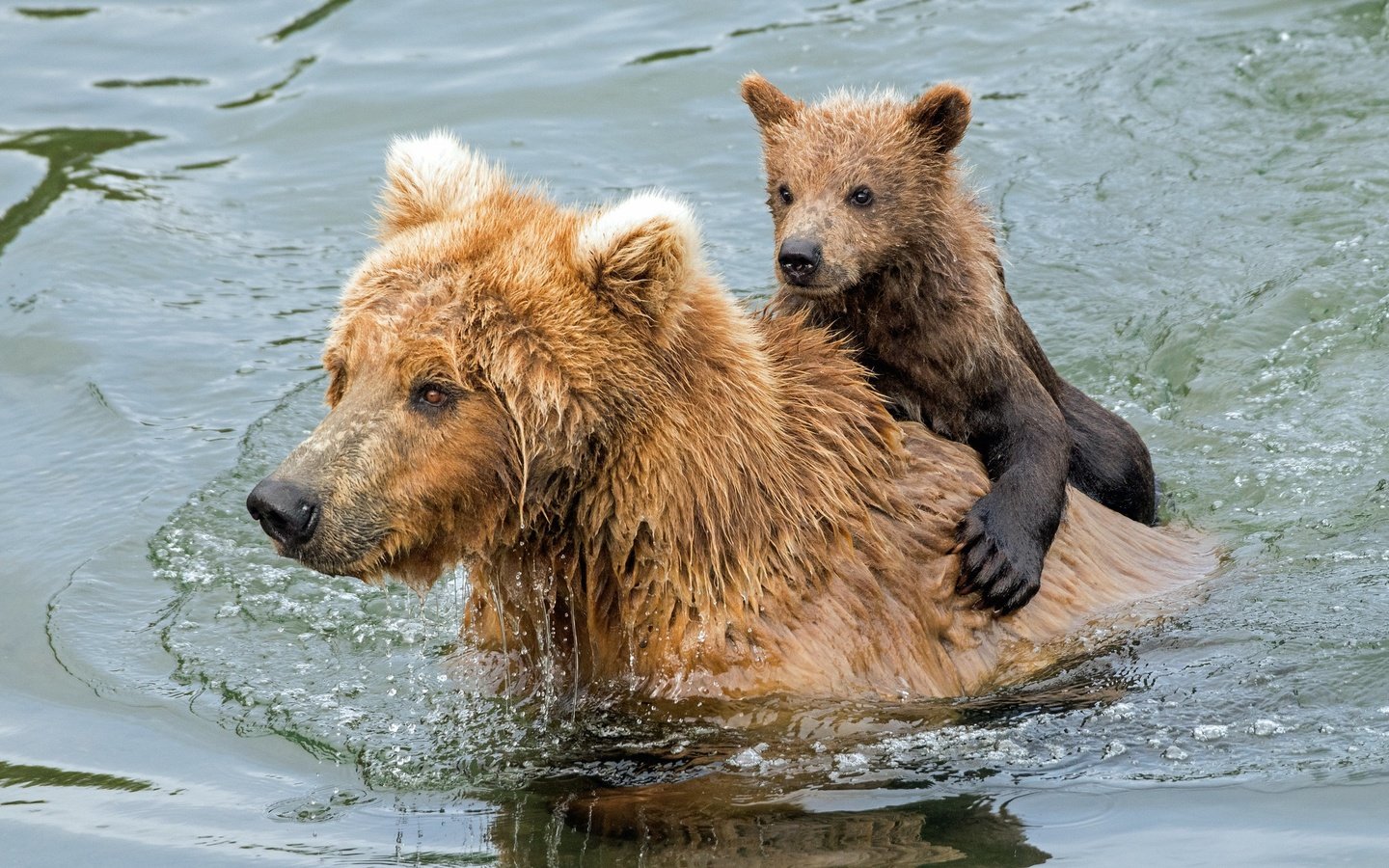 Обои вода, купание, медведи, медвежонок, гризли, медведица, water, bathing, bears, bear, grizzly разрешение 2047x1365 Загрузить