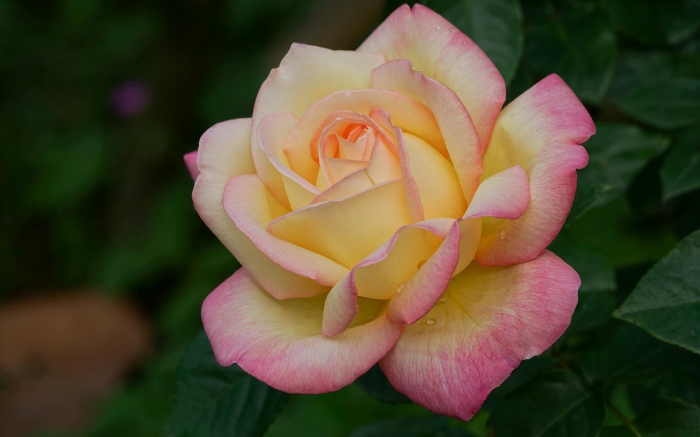 Обои роза, лепестки, крупный план, rose, petals, close-up разрешение 2048x1365 Загрузить