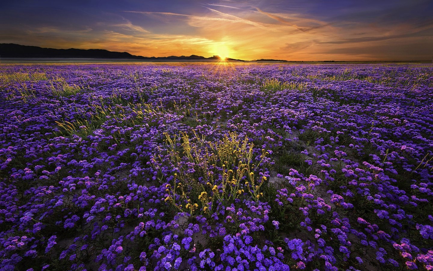 Обои цветы, солнце, природа, закат, пейзаж, поле, flowers, the sun, nature, sunset, landscape, field разрешение 2000x1333 Загрузить