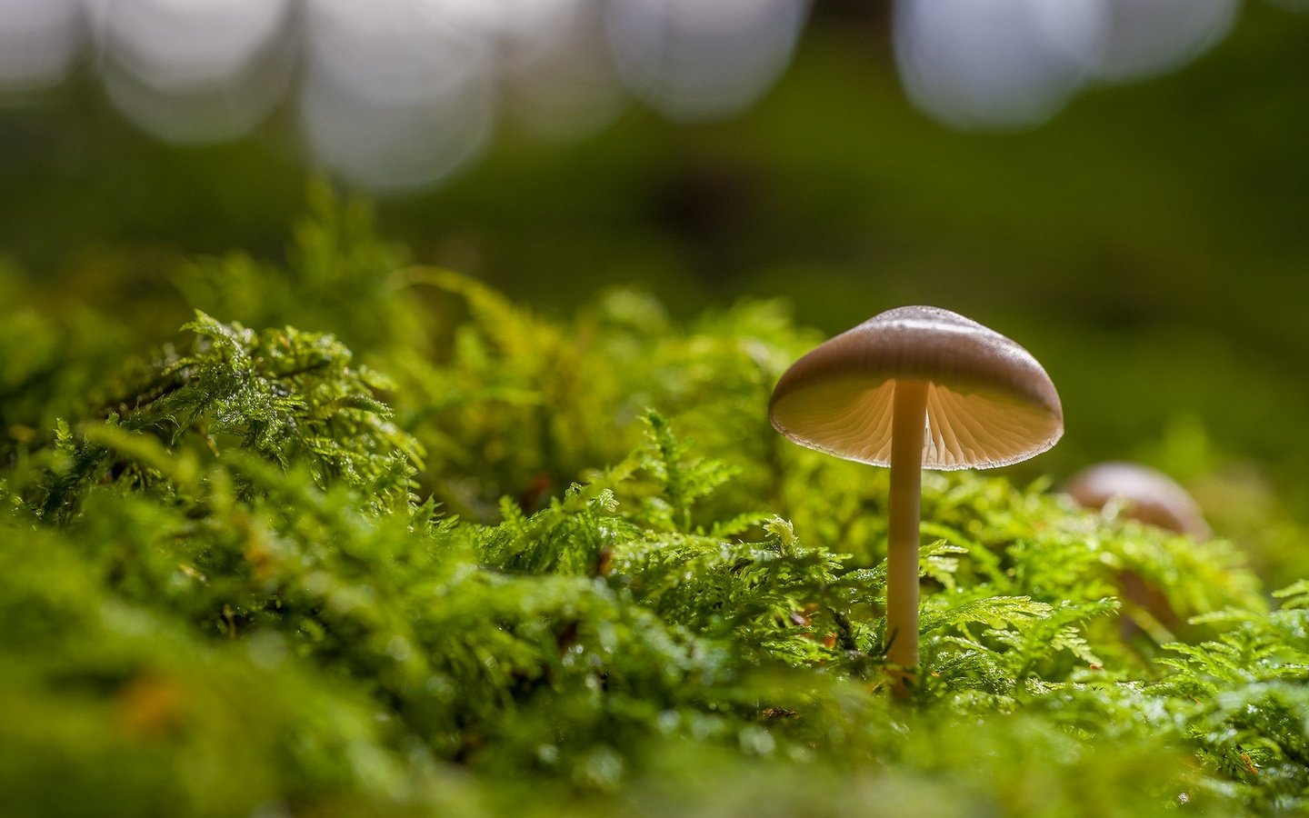 Обои гриб, мох, боке, mushroom, moss, bokeh разрешение 2048x1365 Загрузить
