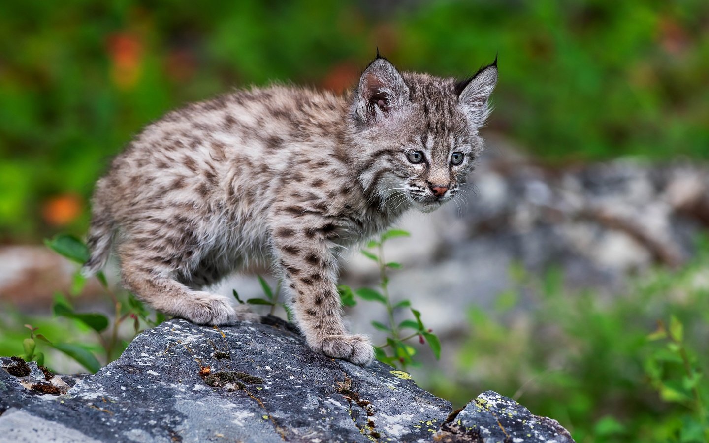 Обои природа, поза, рысь, котенок, камень, детеныш, боке, рысёнок, nature, pose, lynx, kitty, stone, cub, bokeh, a small lynx разрешение 3840x2509 Загрузить