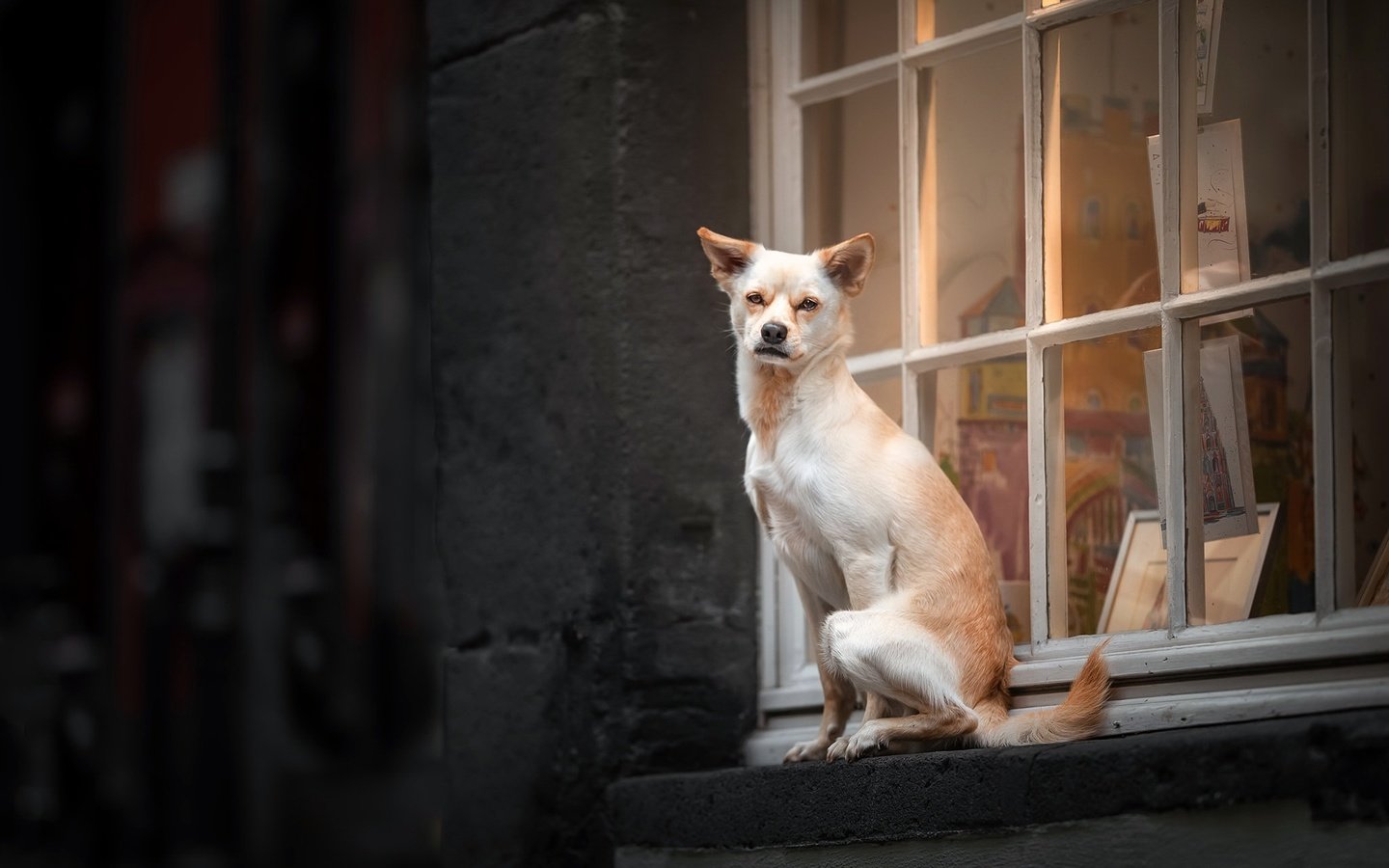 Обои собака, дом, окно, dog, house, window разрешение 2048x1280 Загрузить