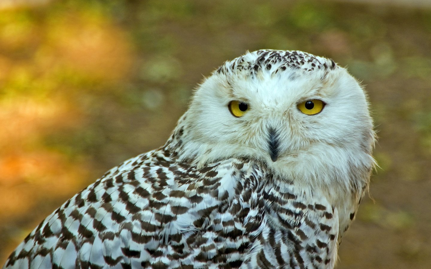 Обои сова, взгляд, птица, полярная сова, желтые глаза, owl, look, bird, snowy owl, yellow eyes разрешение 3600x2338 Загрузить