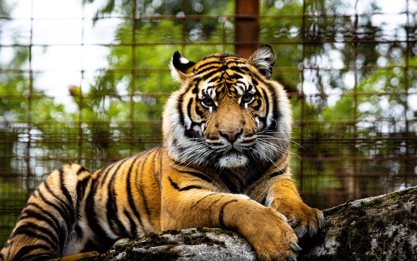 Обои тигр, морда, взгляд, забор, зоопарк, боке, tiger, face, look, the fence, zoo, bokeh разрешение 3840x2560 Загрузить