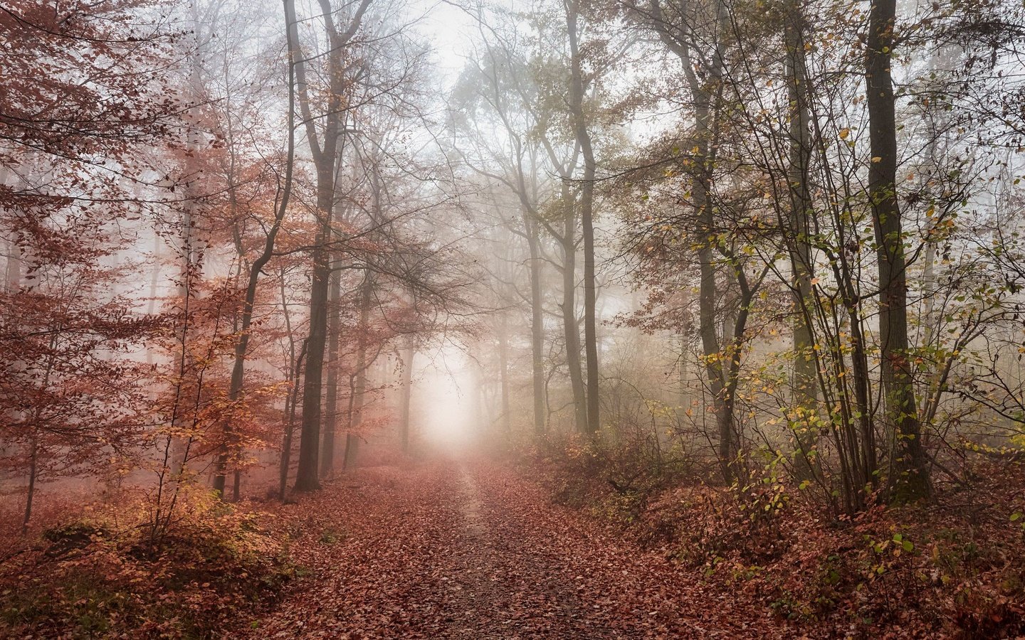 Обои дорога, лес, road, forest разрешение 2048x1365 Загрузить