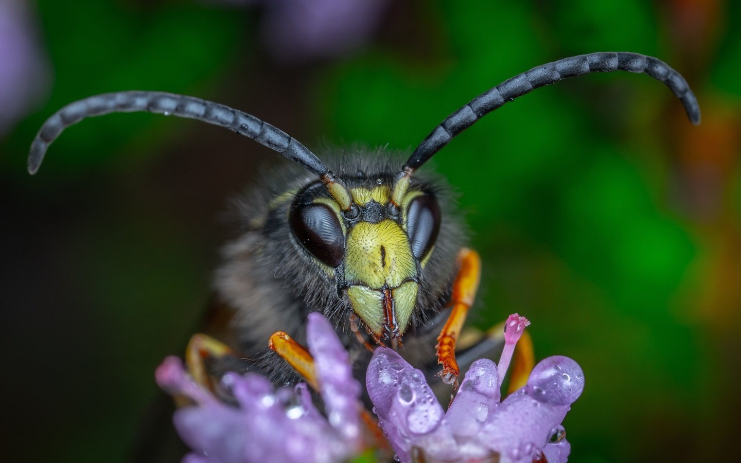 Обои макро, цветок, капли, взгляд, темный фон, усики, пчела, шершень, macro, flower, drops, look, the dark background, antennae, bee, hornet разрешение 4361x2639 Загрузить
