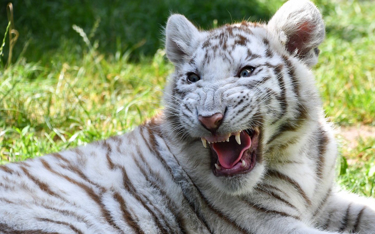 Обои тигр, белый, тигренок, пасть, рык, tiger, white, mouth, roar разрешение 2880x2057 Загрузить
