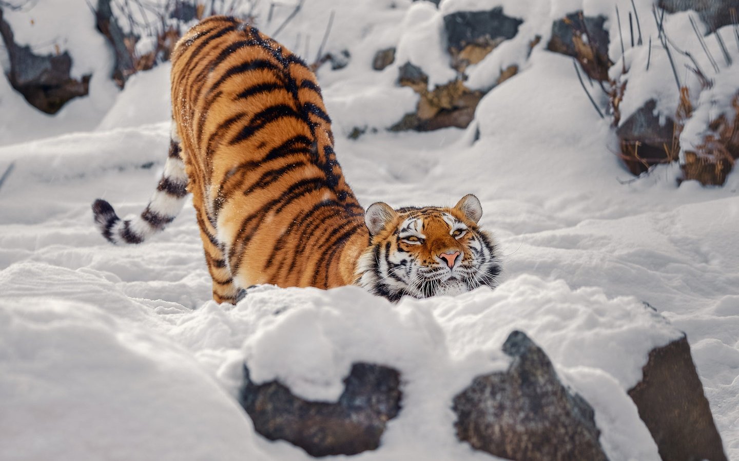 Обои тигр, морда, снег, камни, зима, поза, взгляд, спина, tiger, face, snow, stones, winter, pose, look, back разрешение 2000x1470 Загрузить