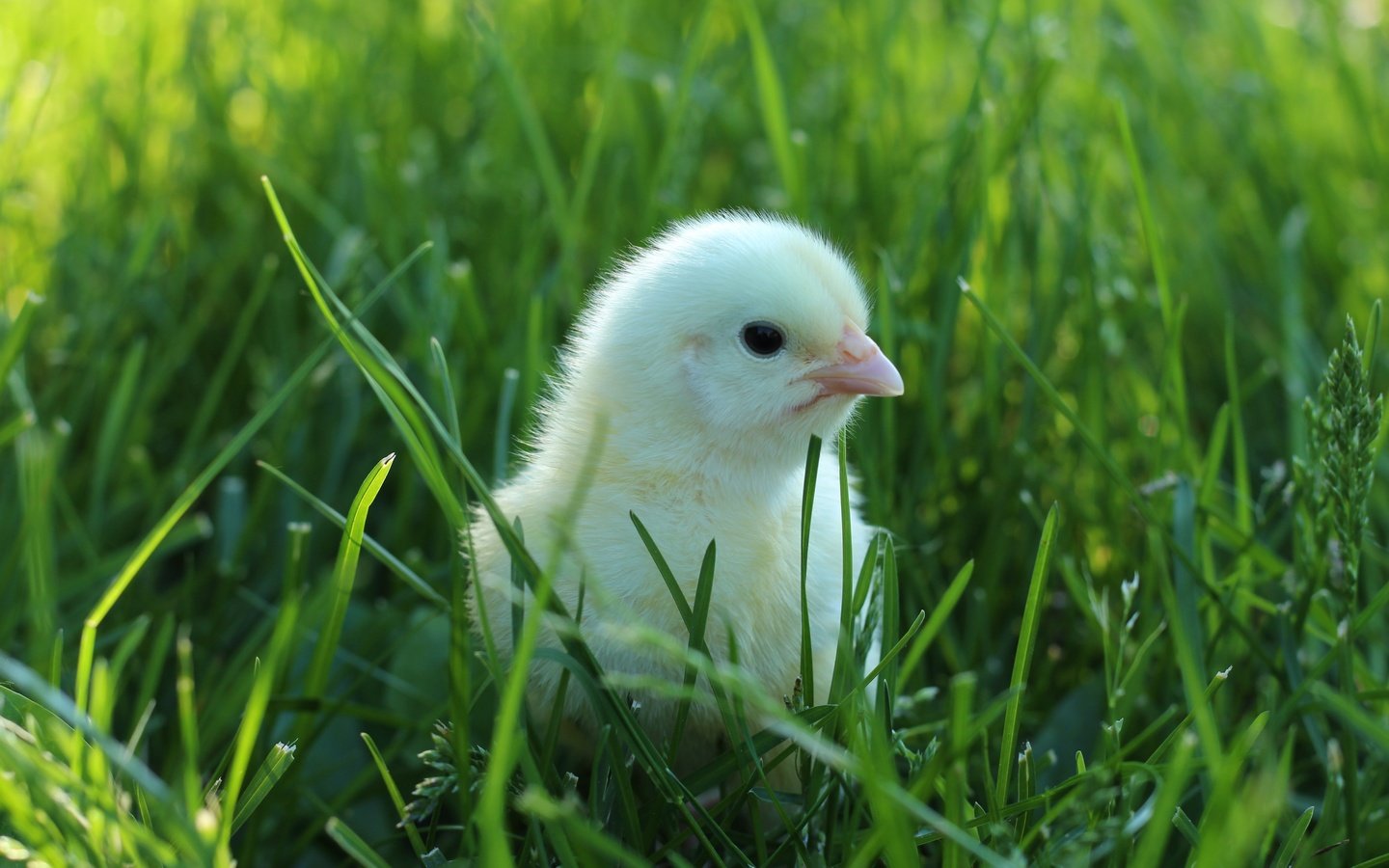 Обои трава, птенец, зелень, птица, малыш, цыплёнок, птенчик, grass, chick, greens, bird, baby, chicken разрешение 5184x3456 Загрузить