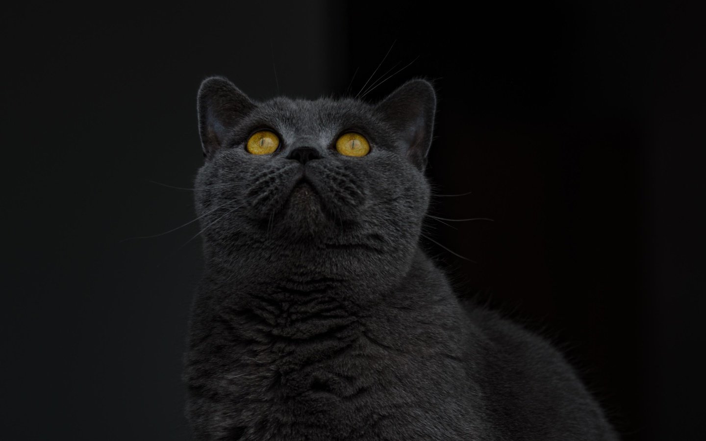 Обои кот, кошка, взгляд, серый, черный фон, желтые глаза, британская короткошерстная, cat, look, grey, black background, yellow eyes, british shorthair разрешение 3455x2451 Загрузить