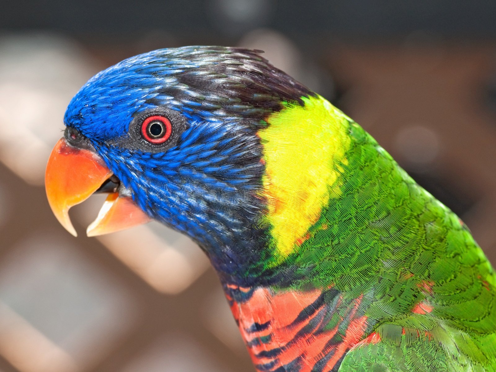 Обои цвет, разноцветный, птица, попугай, красочный, радужный лорикет, color, colorful, bird, parrot, rainbow lorikeet разрешение 4288x2680 Загрузить