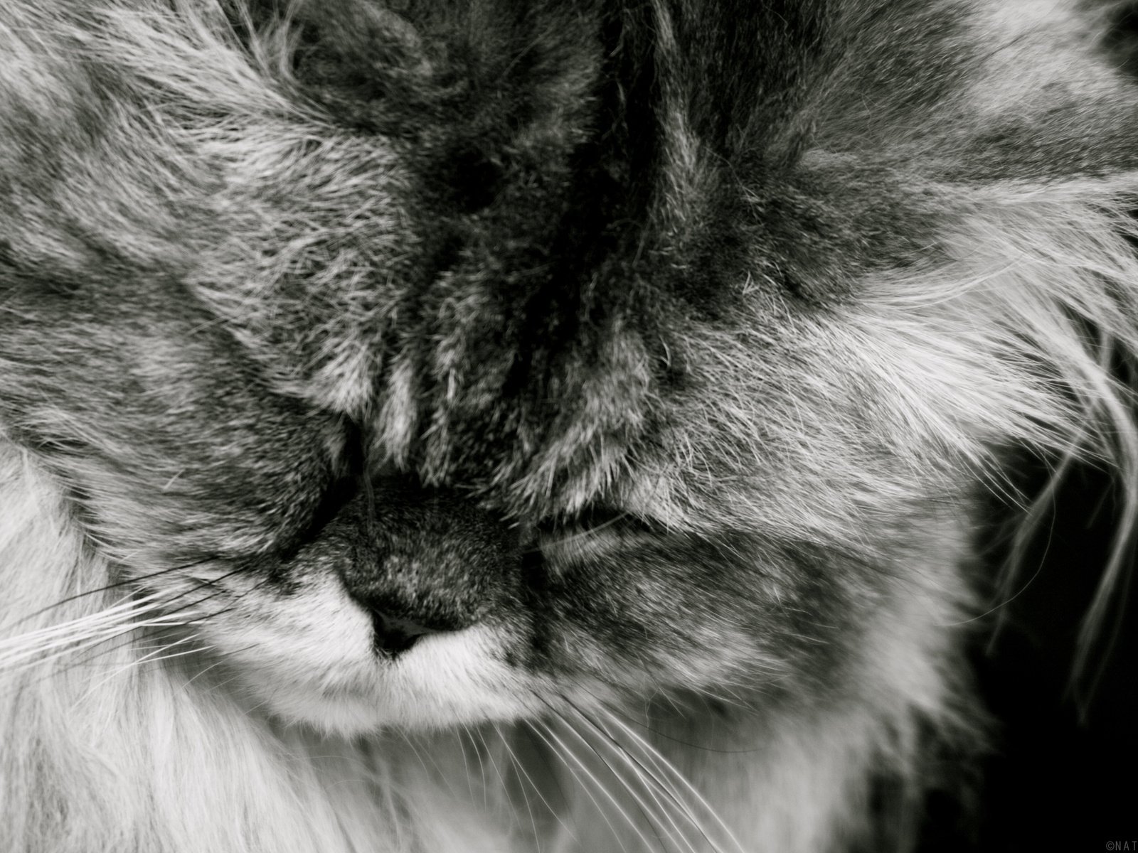 Обои кот, мордочка, усы, кошка, взгляд, чёрно-белое, пушистый, спит, cat, muzzle, mustache, look, black and white, fluffy, sleeping разрешение 2560x1600 Загрузить