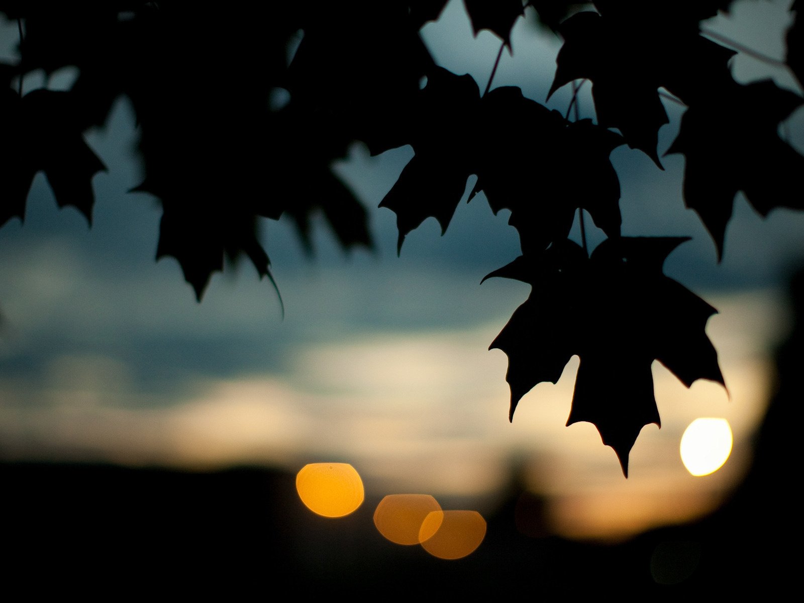 Обои листья, осень, темный фон, кленовый лист, leaves, autumn, the dark background, maple leaf разрешение 1920x1200 Загрузить
