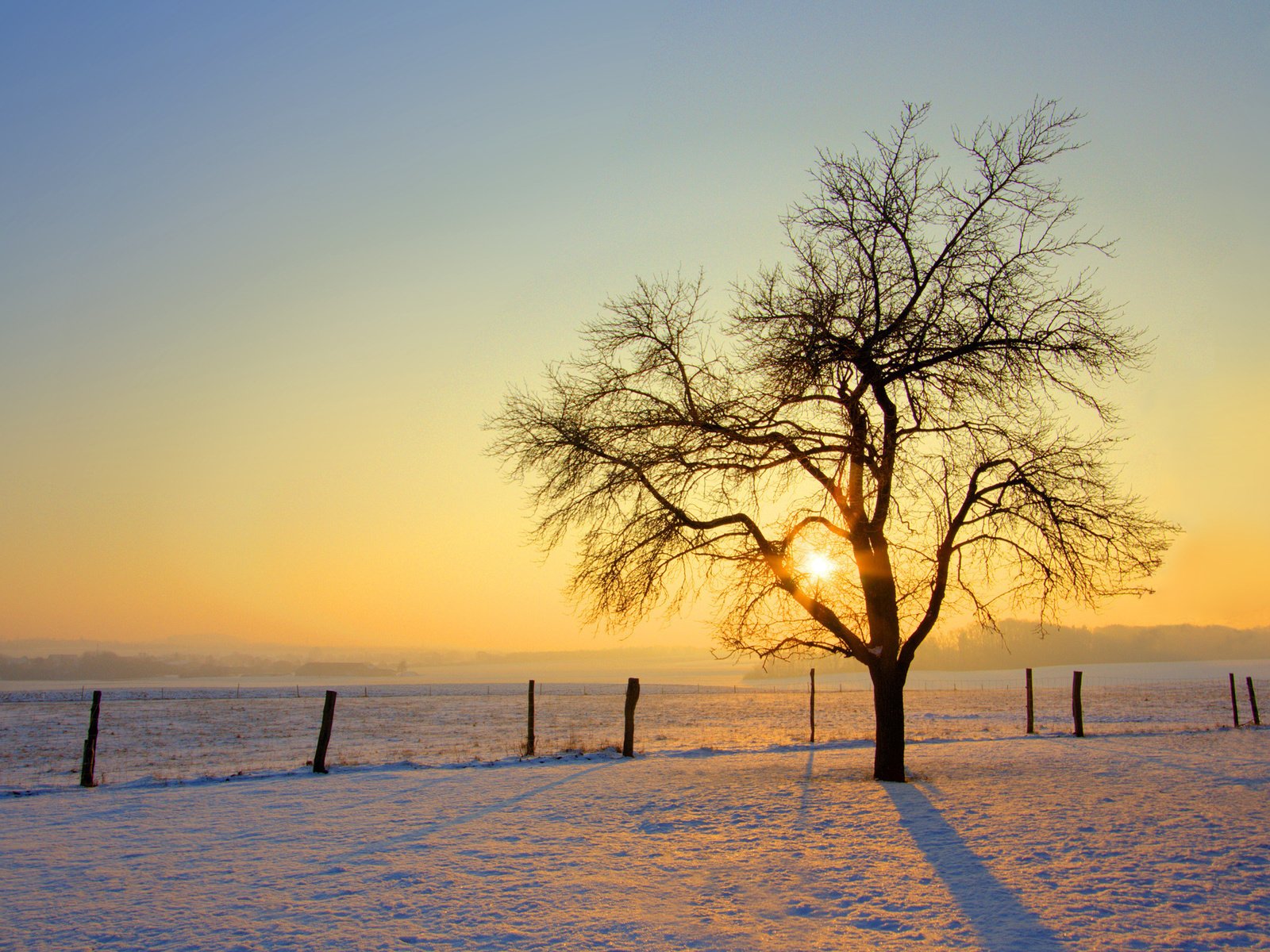 Обои солнце, снег, дерево, обои, зима, фото, the sun, snow, tree, wallpaper, winter, photo разрешение 2560x1600 Загрузить