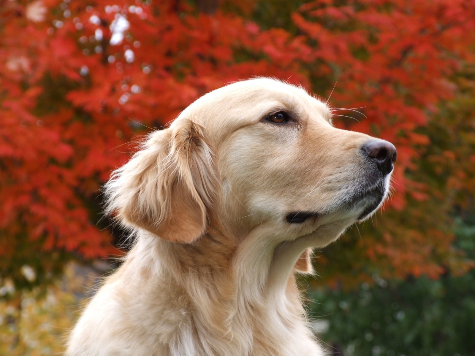 Обои мордочка, взгляд, собака, белая, autumn dreaming, задумалась, золотистый ретривер, muzzle, look, dog, white, thought, golden retriever разрешение 2592x1944 Загрузить