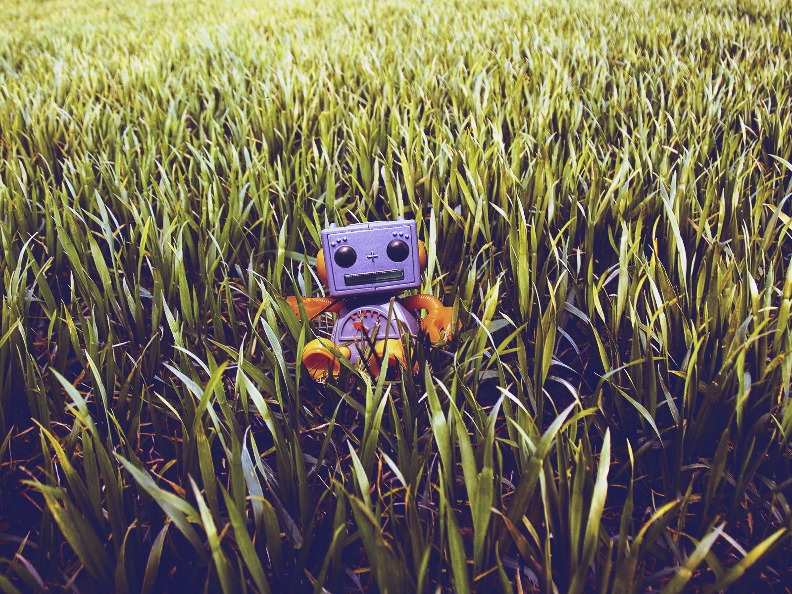 Обои трава, робот, игрушечный, газон, grass, robot, toy, lawn разрешение 1920x1200 Загрузить