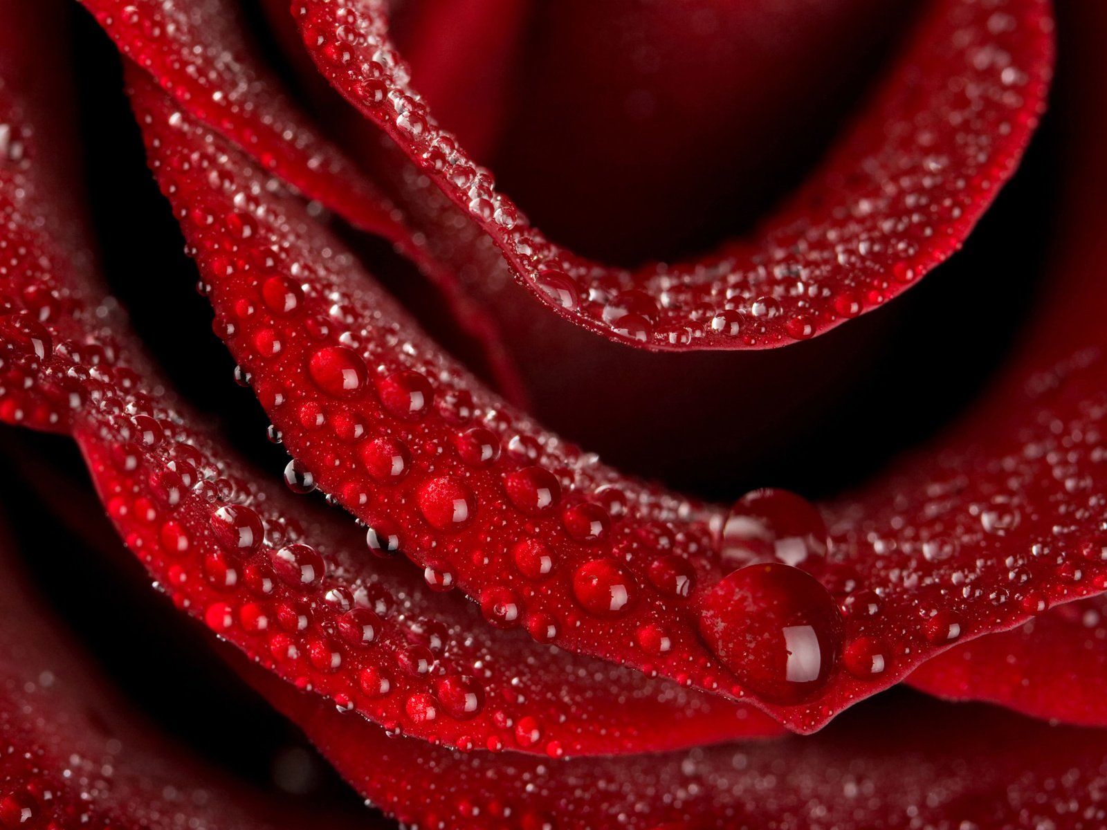 Обои роса, капля, роза, красная, rosa, drop, rose, red разрешение 2560x1600 Загрузить
