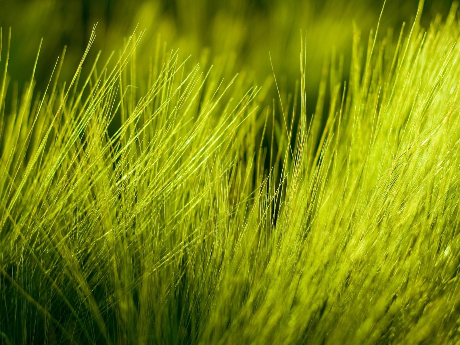 Обои природа, фото, макро трава, high quality wallpapers, nature, photo, macro grass разрешение 2560x1600 Загрузить