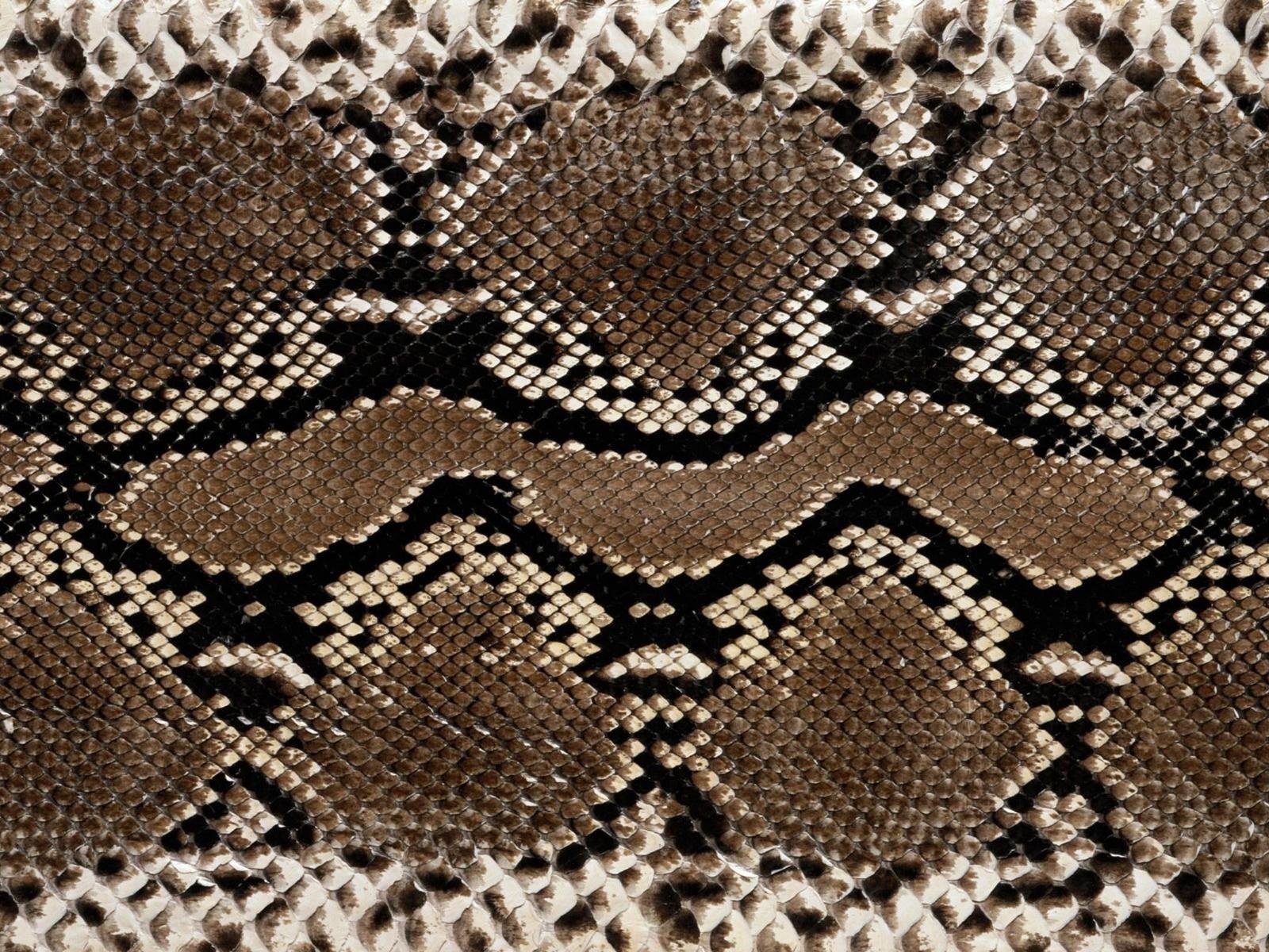 Обои фон, змея, питон, змеиная кожа, background, snake, python, snakeskin разрешение 1920x1200 Загрузить