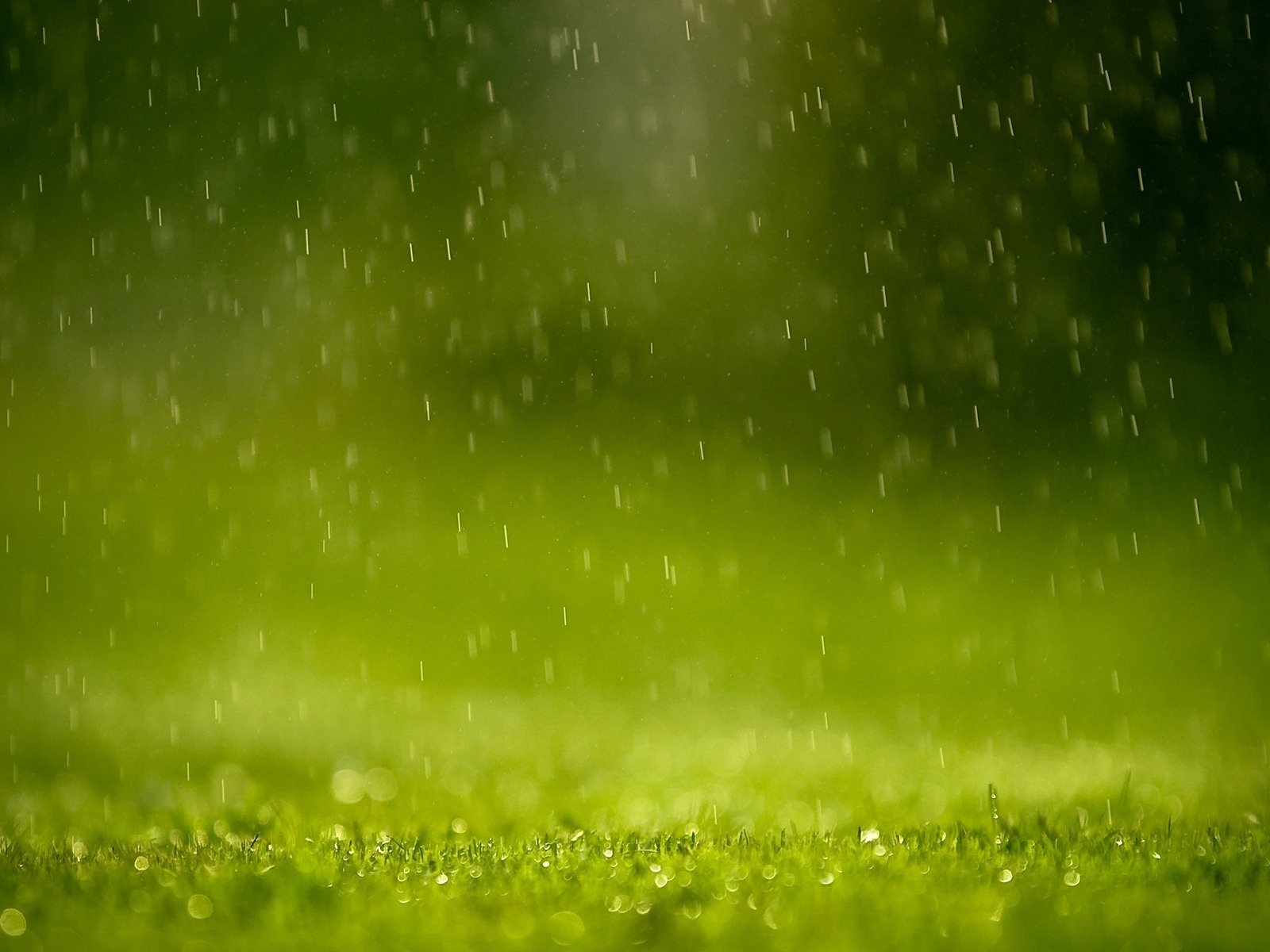 Обои трава, капли, дождь, лужайка, грин, grass, drops, rain, lawn, green разрешение 1920x1200 Загрузить
