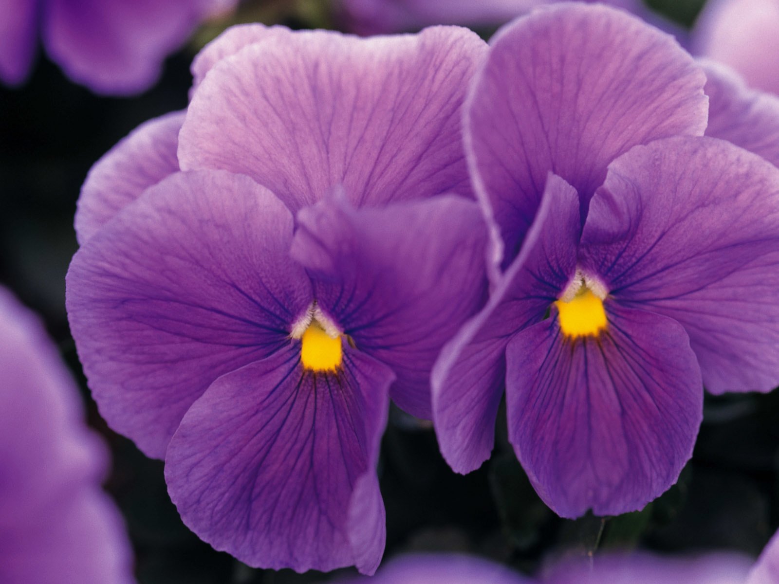 Обои цветы, фиолетовые, фиалки, flowers, purple, violet разрешение 1920x1200 Загрузить
