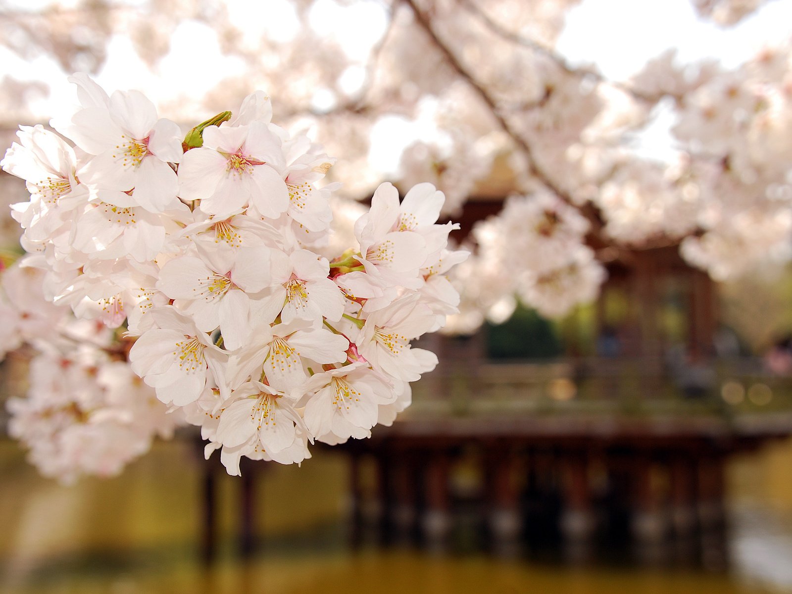 Обои дерево, цветение, белый, растение, нежный, tree, flowering, white, plant, gentle разрешение 2560x1600 Загрузить