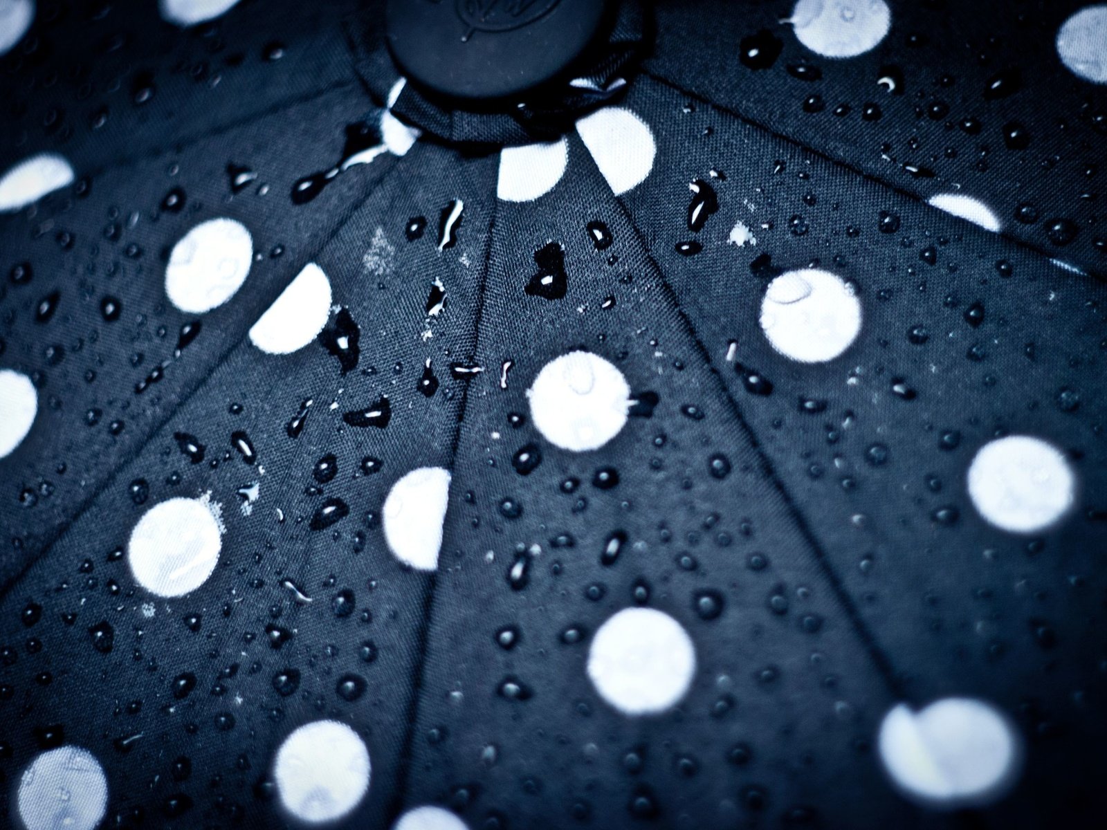 Обои капли, круги, зонт, зонтик, капли дождя, drops, circles, umbrella, raindrops разрешение 2560x1713 Загрузить
