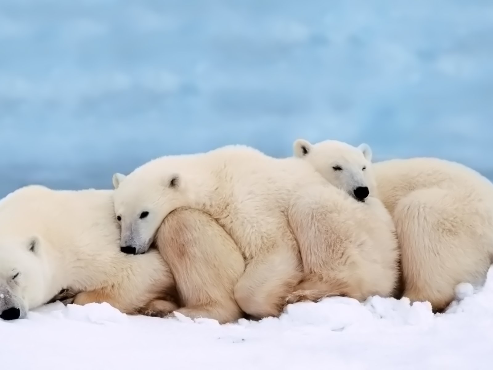 Обои сон, семья, медведи, белый медведь, детеныш, sleep, family, bears, polar bear, cub разрешение 1920x1200 Загрузить