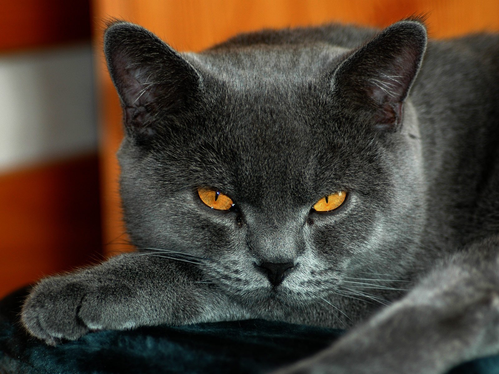 Обои кот, взгляд, британский, окрас, черный кот, желтые глаза, cat, look, british, color, black cat, yellow eyes разрешение 1920x1200 Загрузить
