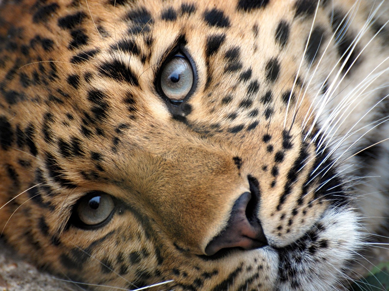 Обои морда, животные, усы, взгляд, леопард, красивый леопард, face, animals, mustache, look, leopard, beautiful leopard разрешение 1920x1285 Загрузить