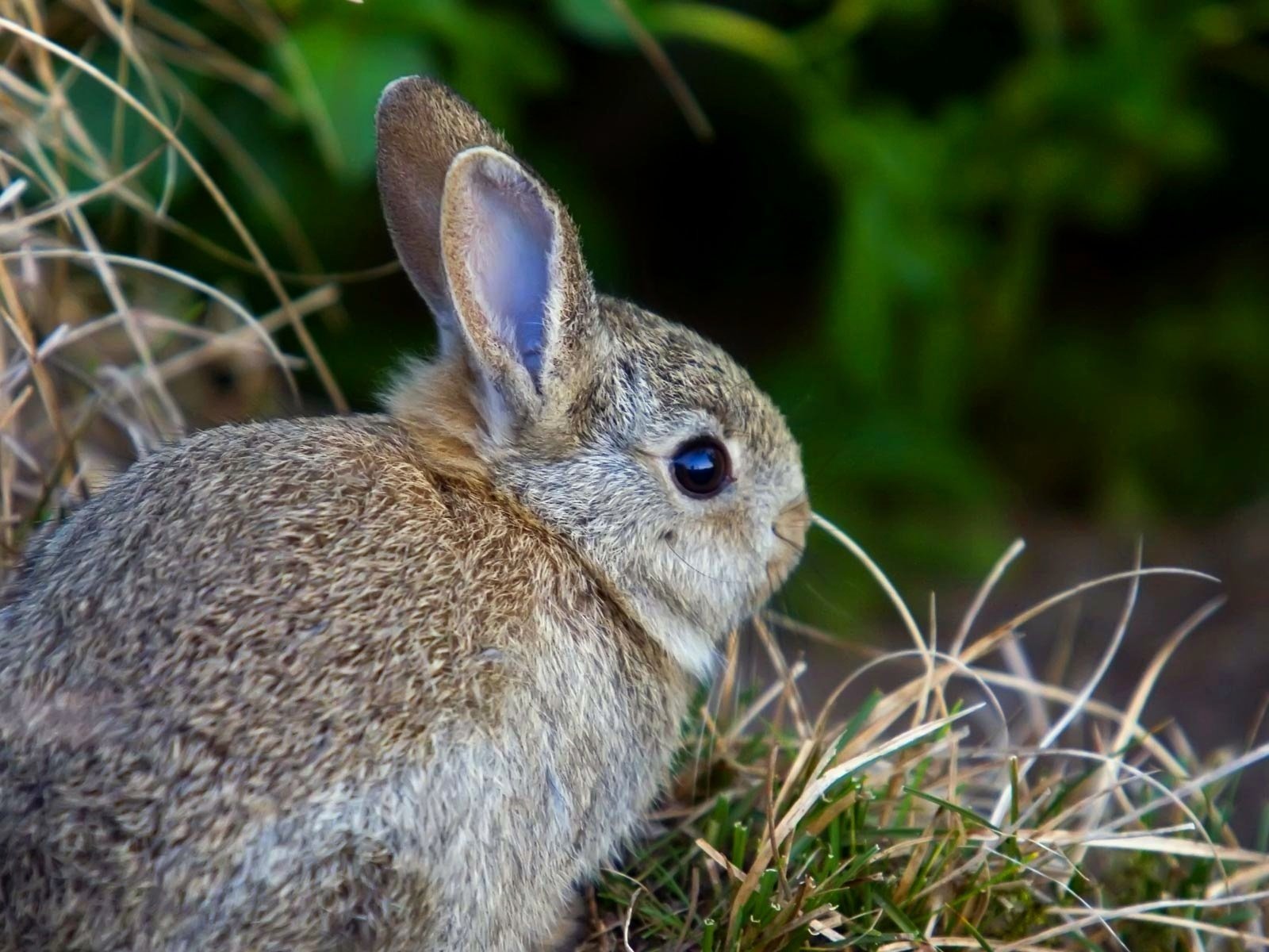 Обои трава, заяц, зайчик, зайчонок, grass, hare, bunny разрешение 1920x1200 Загрузить