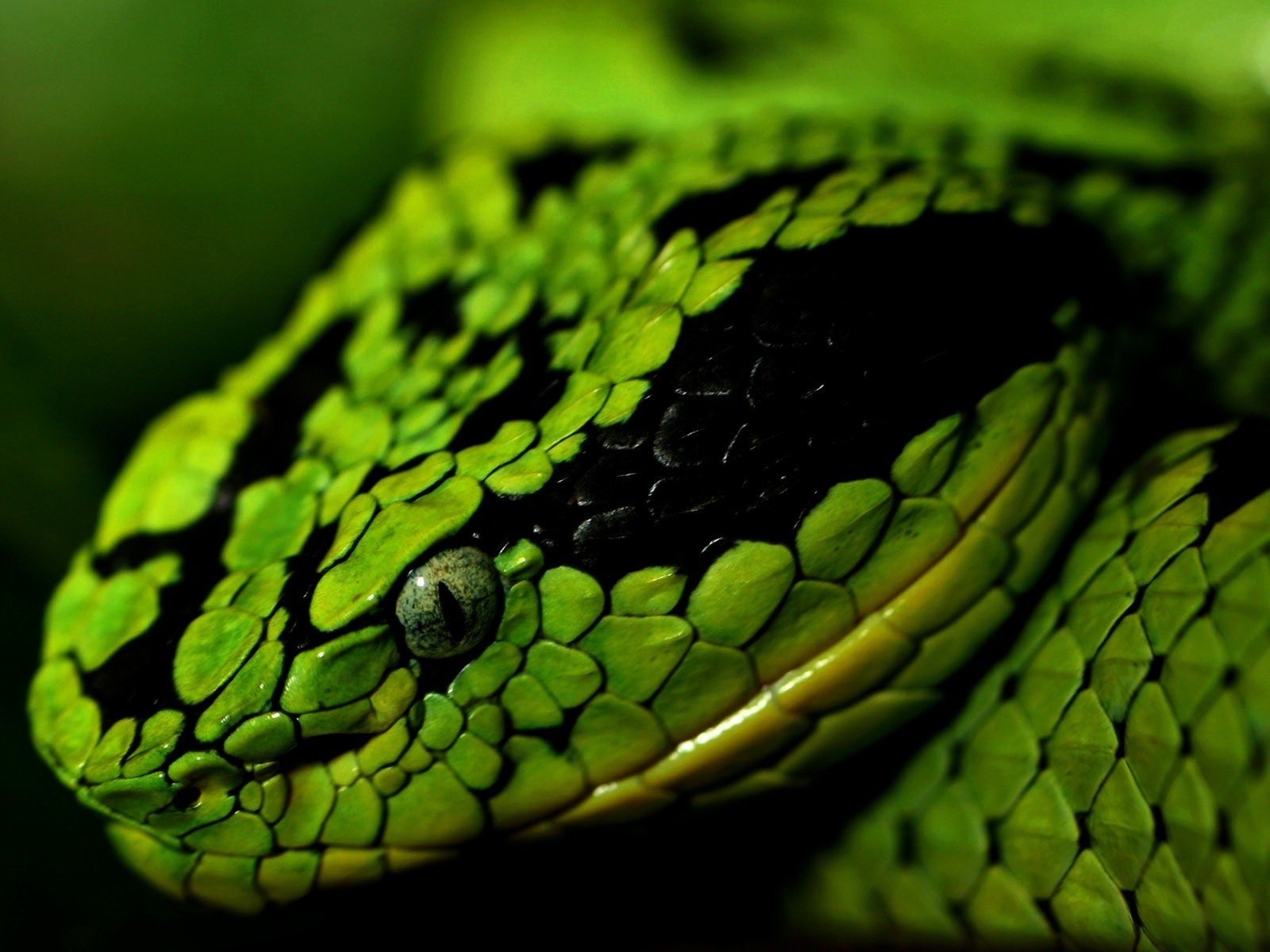 Обои змея, зеленая, snake, green разрешение 1920x1200 Загрузить