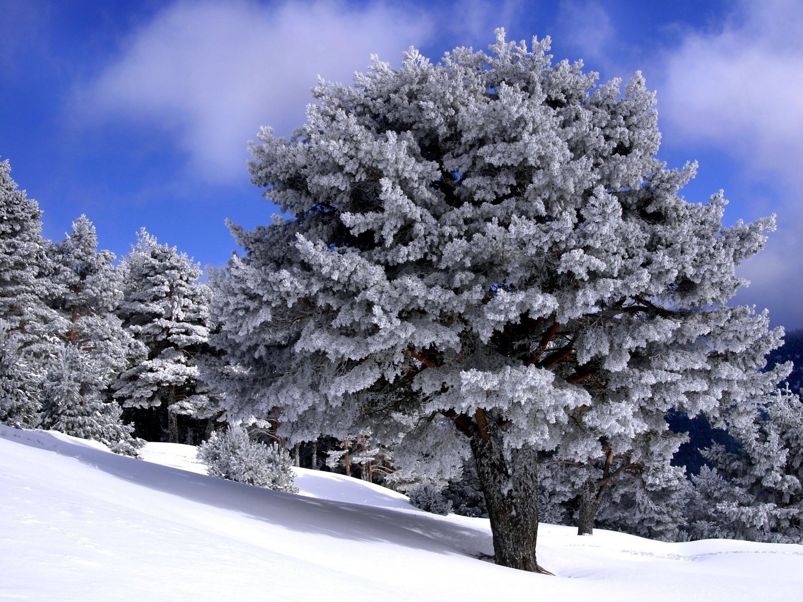 Обои деревья, снег, мороз, зимний лес, trees, snow, frost, winter forest разрешение 1920x1440 Загрузить