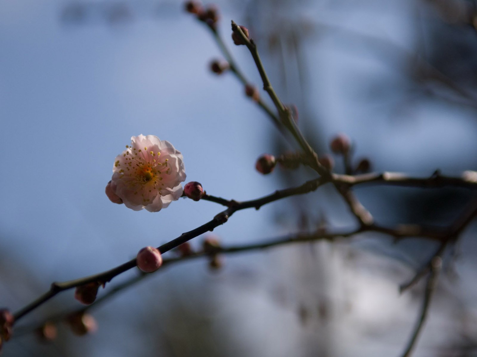 Обои цветы, цветение, ветки, весна, сакура, vesna, cvetok, vetv, yaponiya, flowers, flowering, branches, spring, sakura разрешение 1920x1200 Загрузить