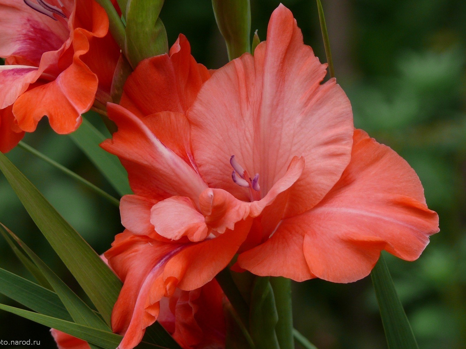 Обои гладиолус, cvety, priroda, gladiolus разрешение 1920x1200 Загрузить