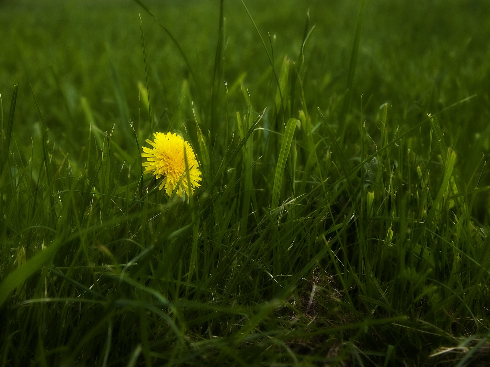 Обои трава, природа, весна, одуванчик, grass, nature, spring, dandelion разрешение 1920x1200 Загрузить