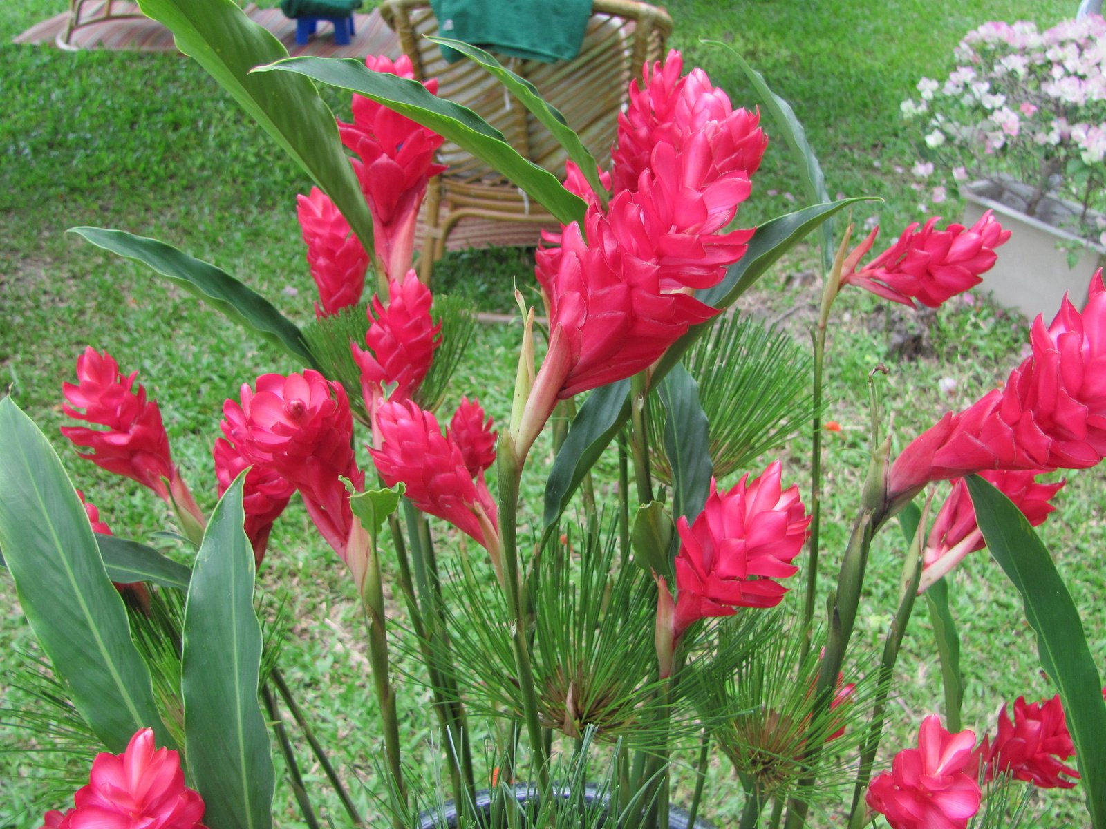 Обои cvety, krasota, tajland разрешение 3648x2736 Загрузить