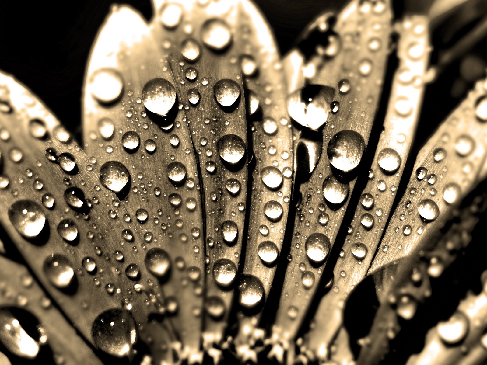 Обои вода, макро, капли, сепия, ромашка, makro, kapli, voda, romashka, sepiya, water, macro, drops, sepia, daisy разрешение 2560x1600 Загрузить