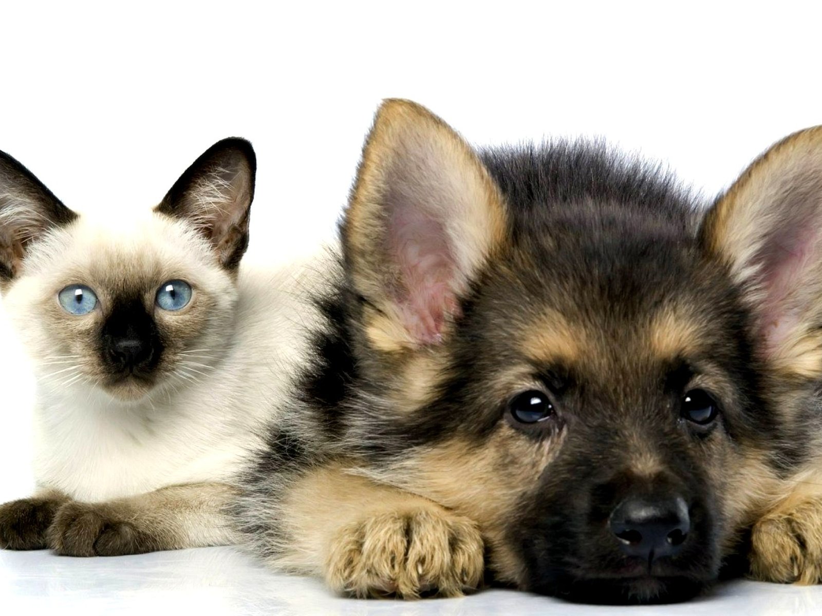 Обои кошка, котенок, собака, щенок, дружба, овчарка, сиамский, пес и кот, cat, kitty, dog, puppy, friendship, shepherd, siamese, dog and cat разрешение 2000x1250 Загрузить