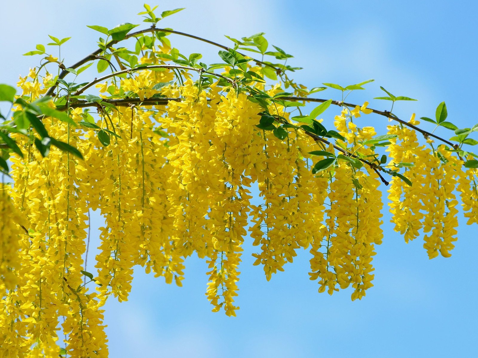 Обои весна, жёлтая, vid, kartinka, krasivo, oboi, krupno, акация, мимоза, spring, yellow, acacia, mimosa разрешение 2560x1600 Загрузить