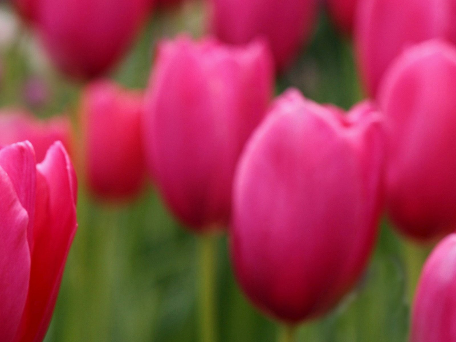 Обои фокус камеры, поле, лепестки, размытость, тюльпаны, розовые, the focus of the camera, field, petals, blur, tulips, pink разрешение 3872x1285 Загрузить