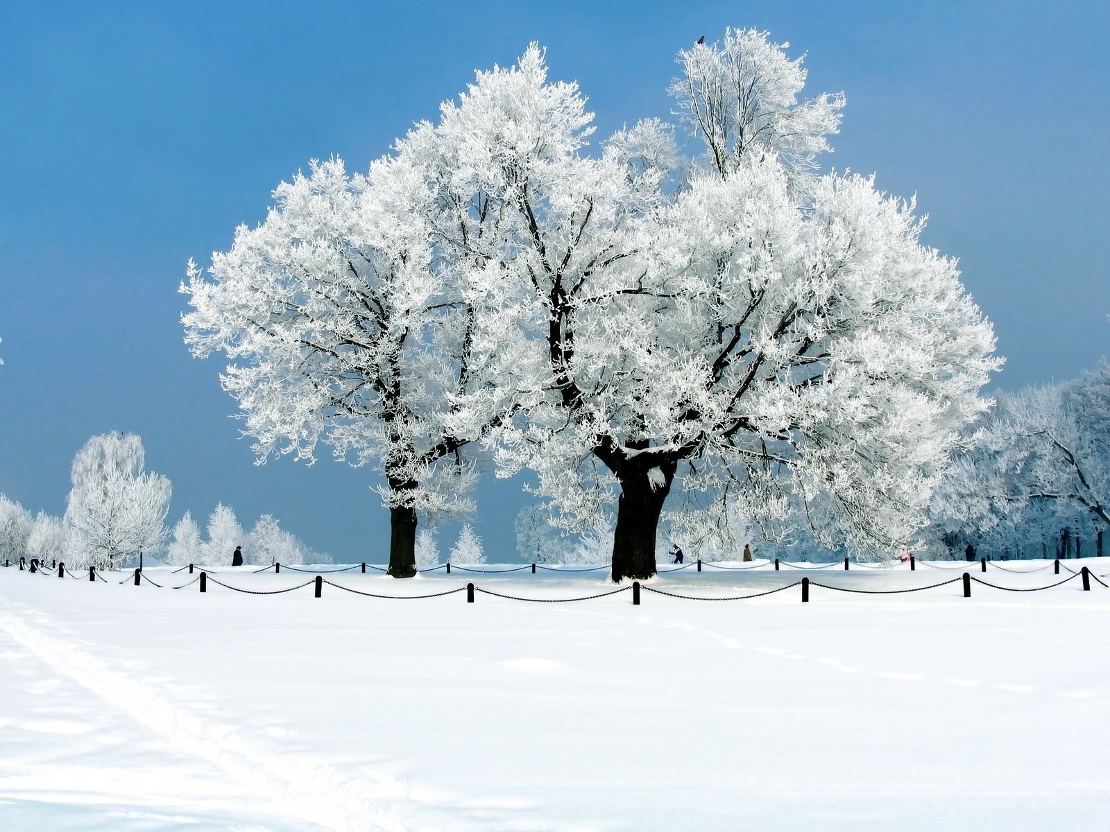 Обои небо, деревья, снег, природа, зима, иней, the sky, trees, snow, nature, winter, frost разрешение 1920x1200 Загрузить